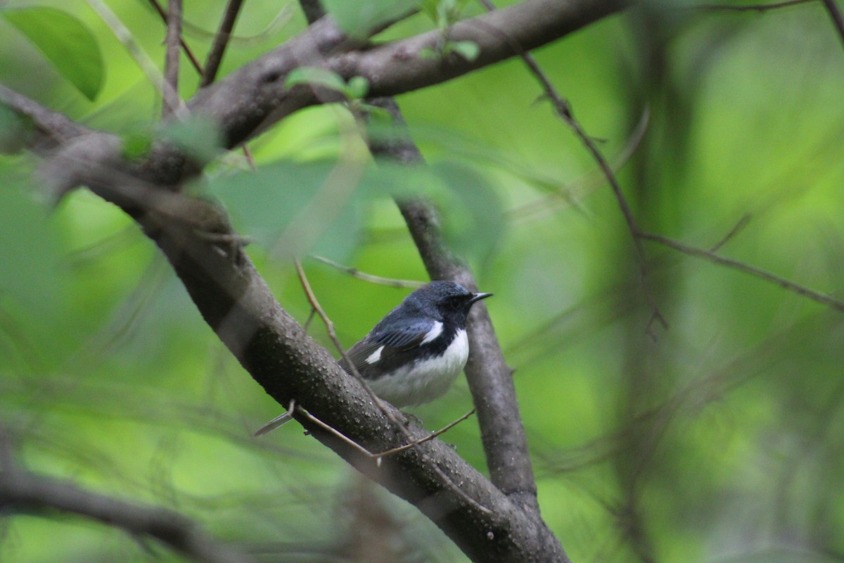 Black-throated Blue Warbler - Lois Forster