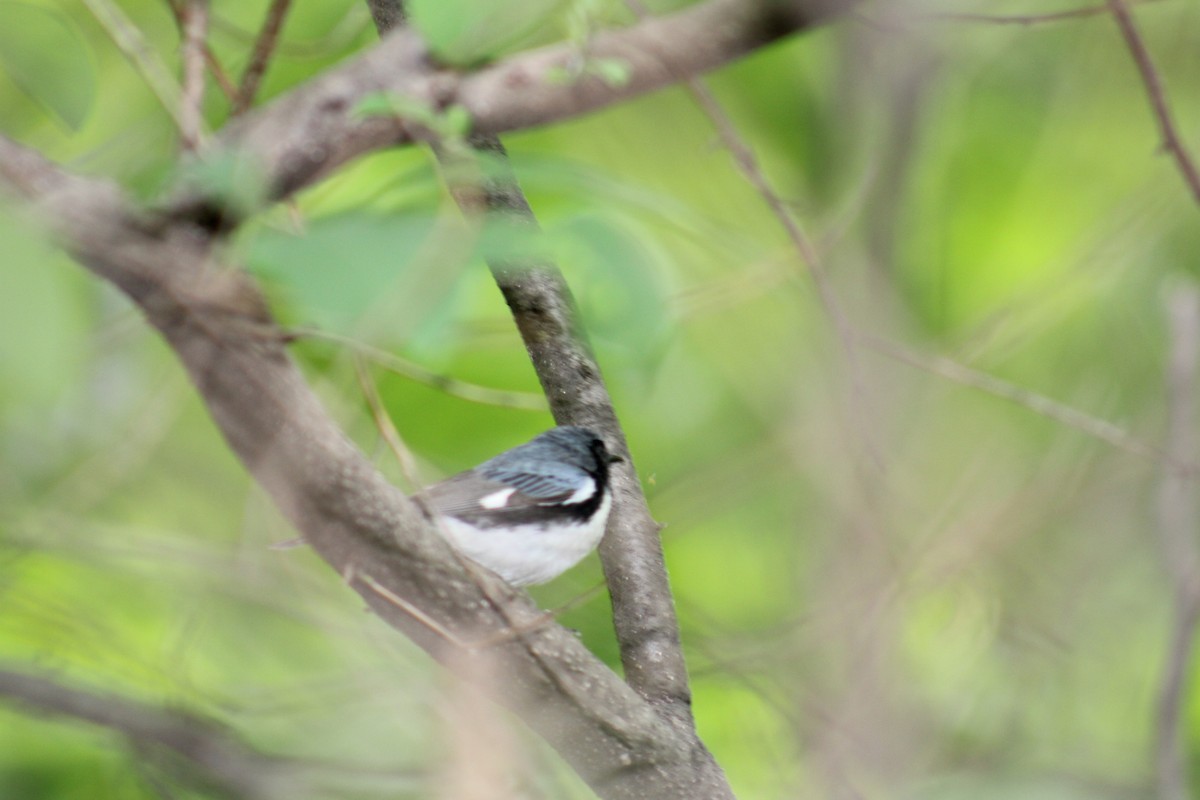 Black-throated Blue Warbler - Lois Forster