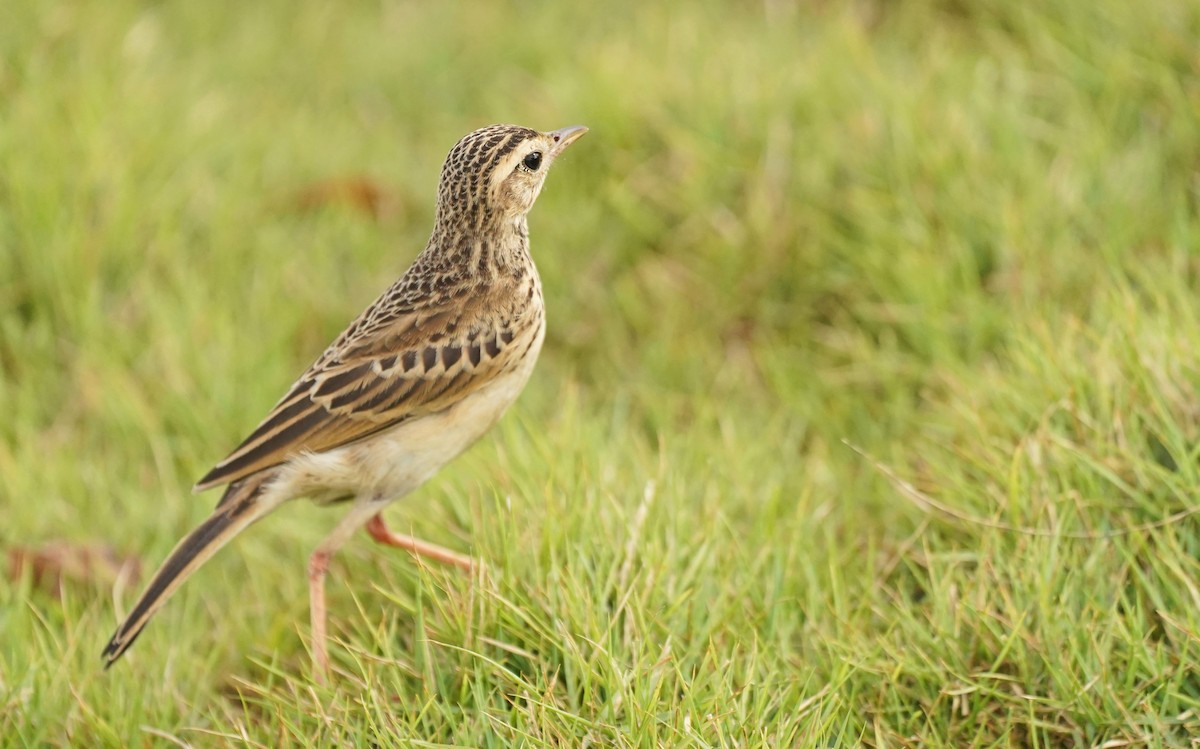 Paddyfield Pipit - John Daniel