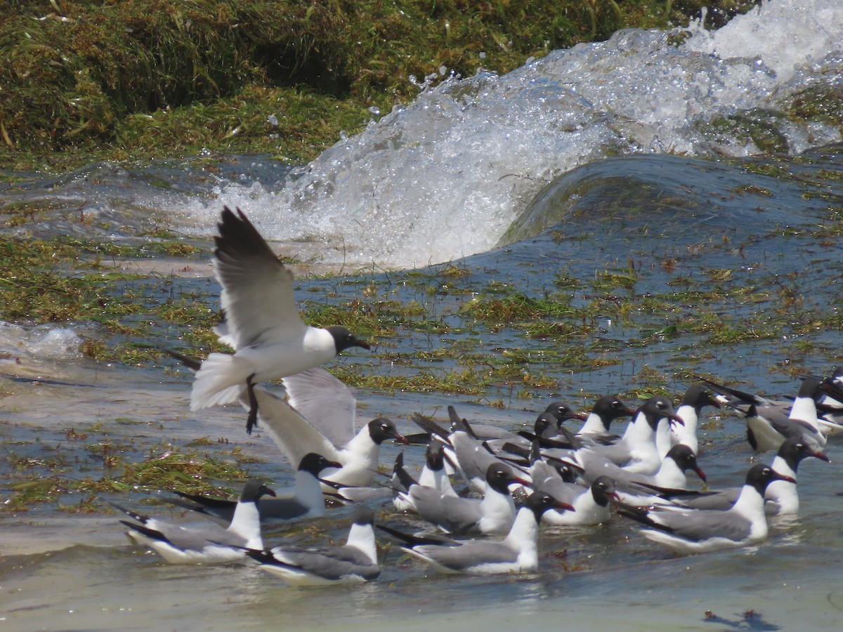 Mouette atricille - ML618935837