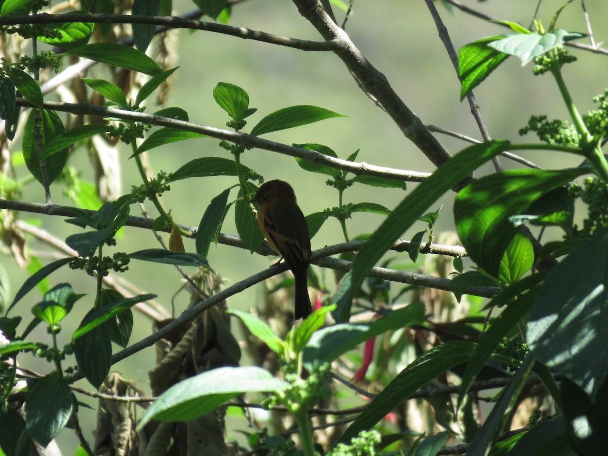 Cinnamon Flycatcher - ML618935840