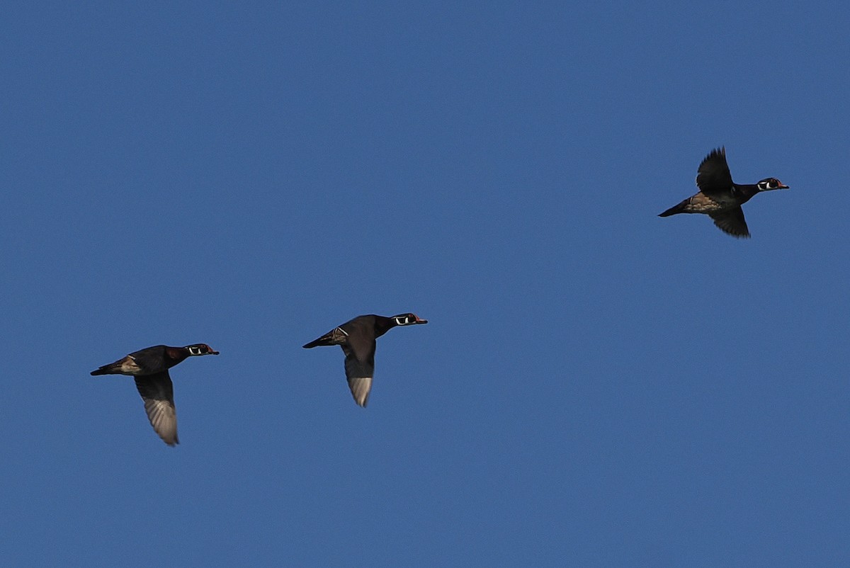 Wood Duck - ML618935856