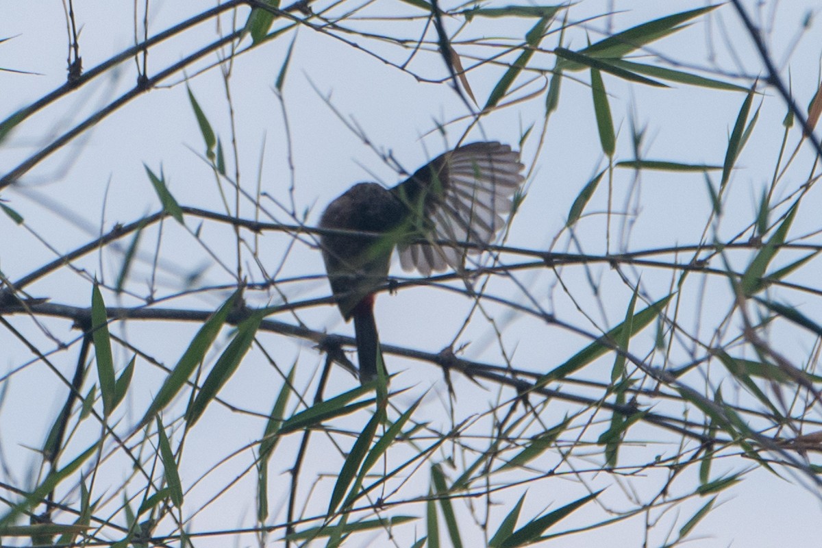 Red-vented Bulbul - Ashok Kolluru