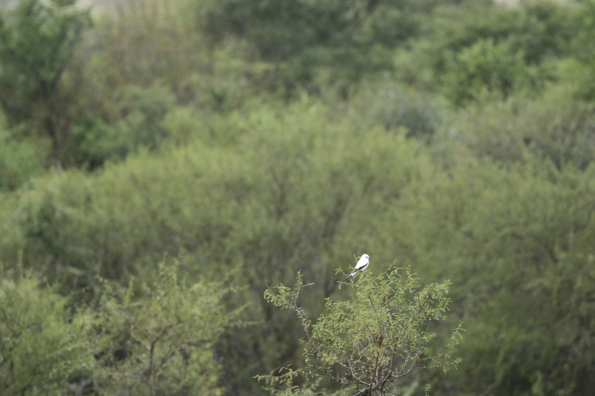 White Monjita - Susana Godoy Cestau