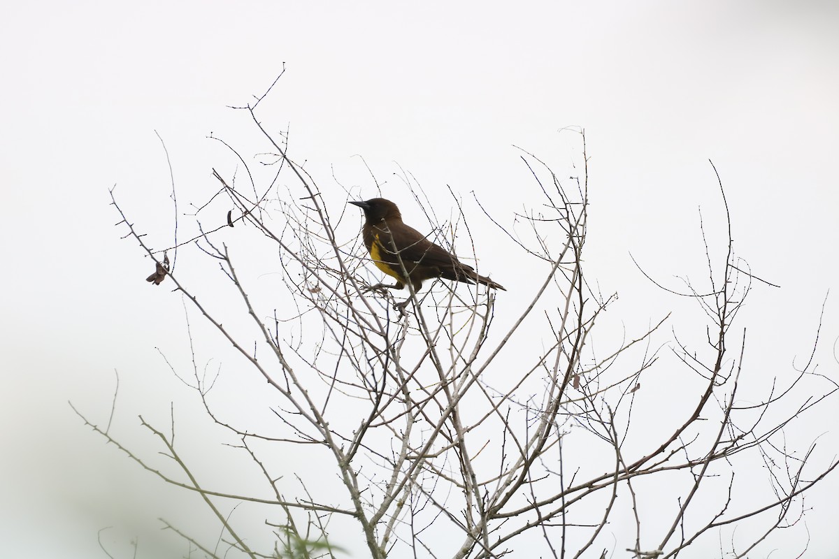 Brown-and-yellow Marshbird - Henrique Ressel