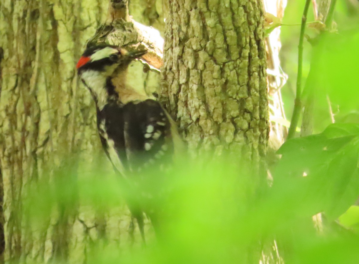 Downy Woodpecker - Anonymous