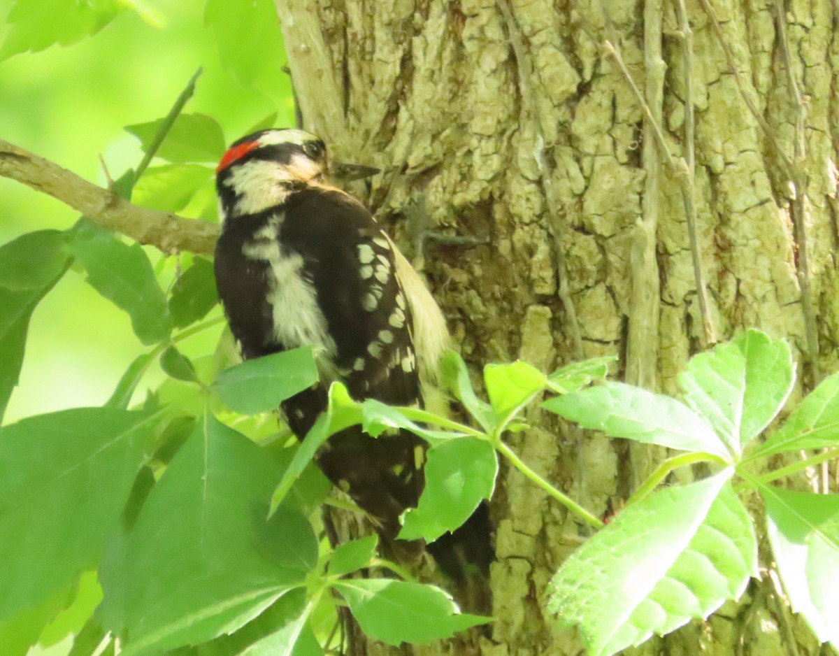 Downy Woodpecker - Anonymous