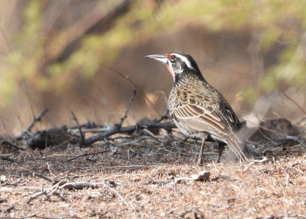 Long-tailed Meadowlark - Sara Harris