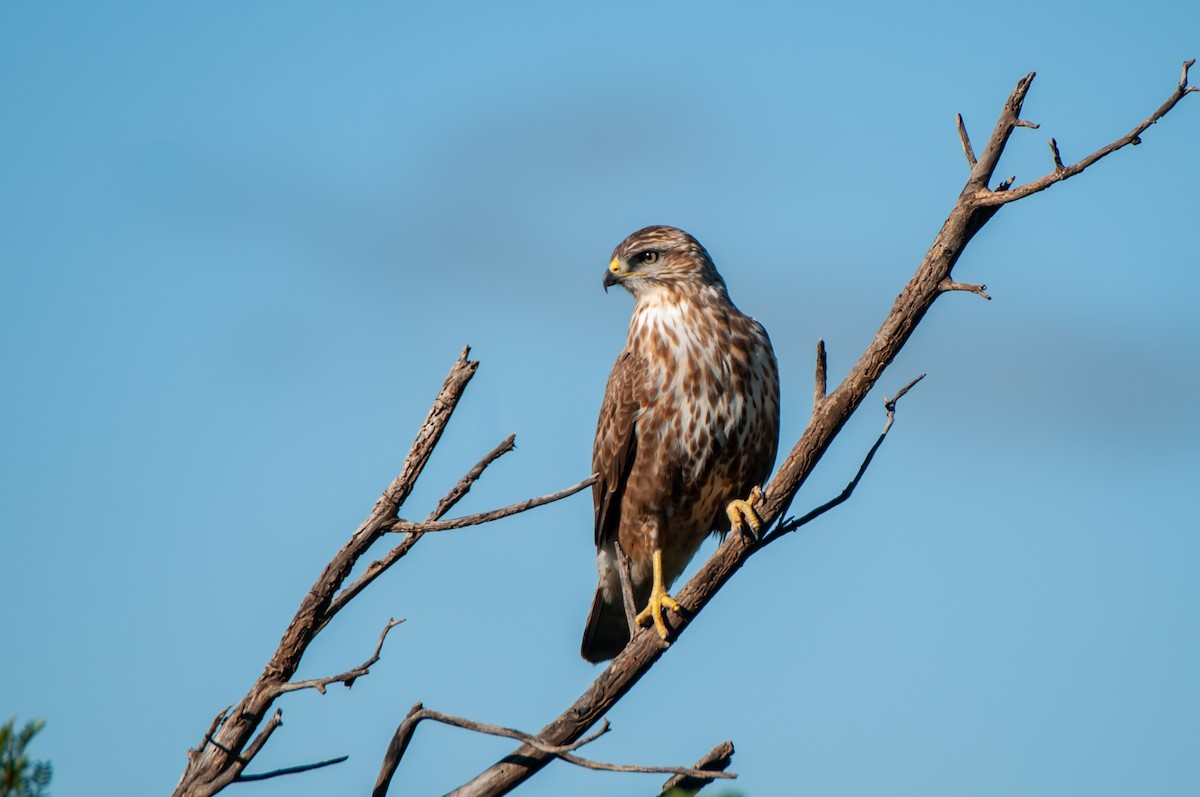 Common Buzzard - Dominic More O’Ferrall