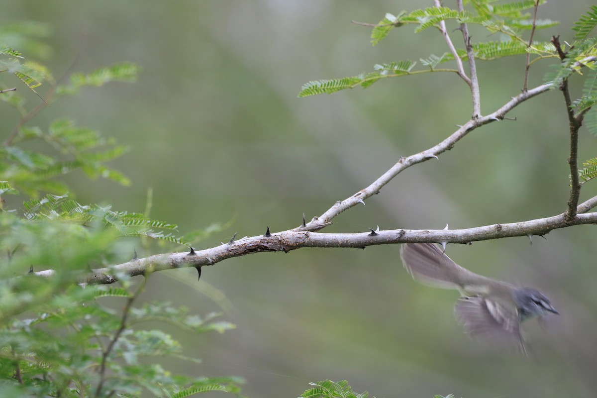 White-crested Tyrannulet - ML618935924