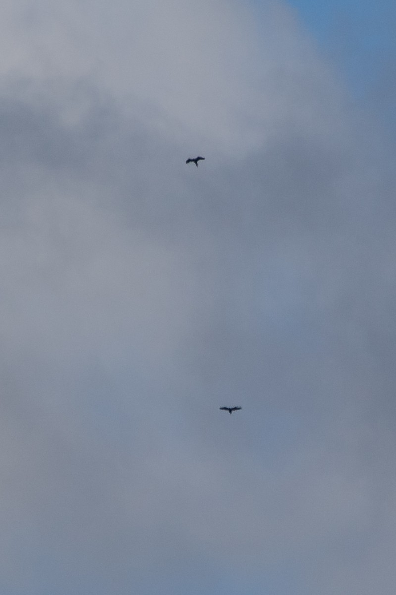 Wedge-tailed Eagle - Ramit Singal