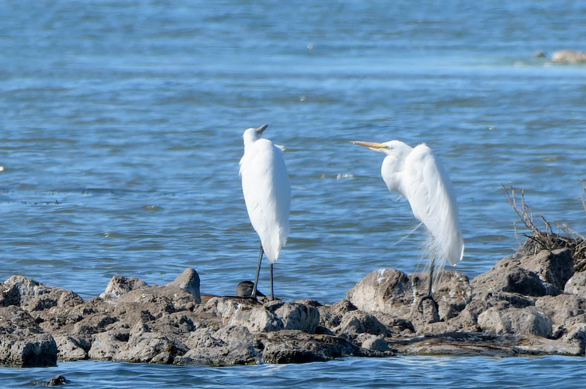 Great Egret - Gregg McClain