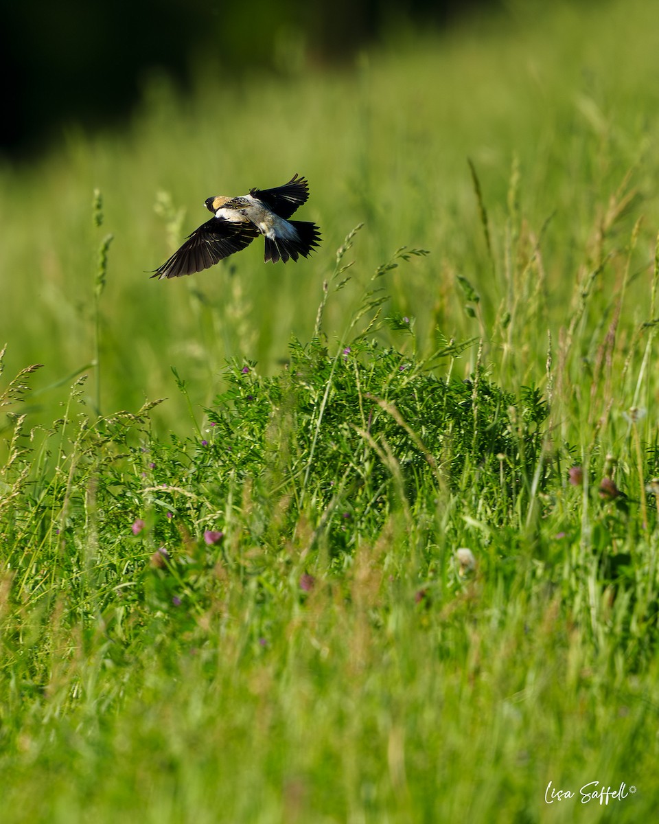 bobolink americký - ML618935954