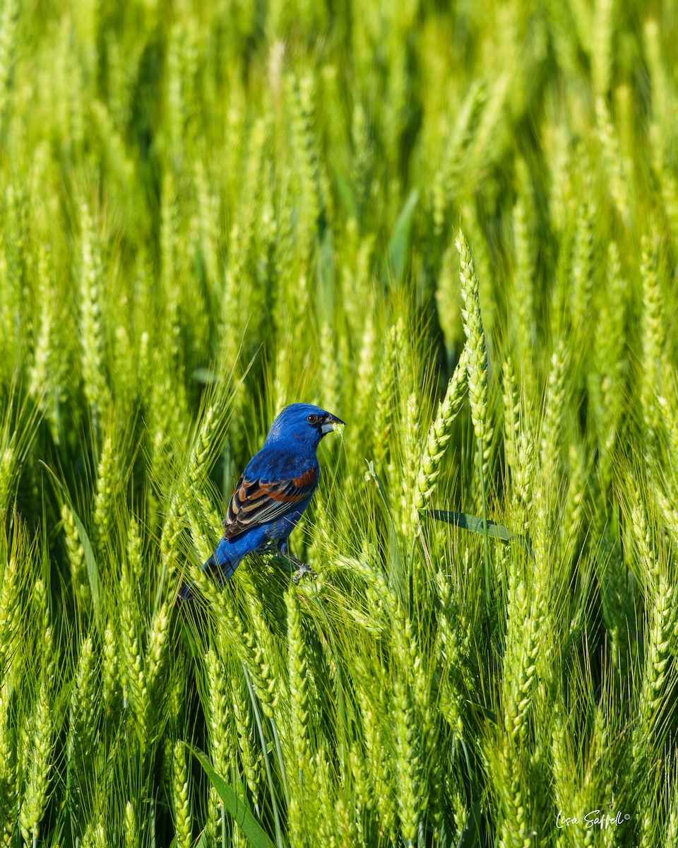 Blue Grosbeak - ML618935966