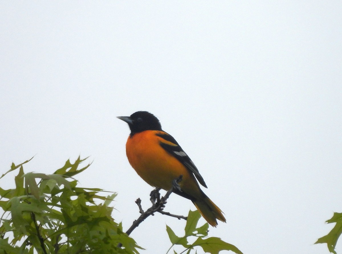 Oriole de Baltimore - ML618935985