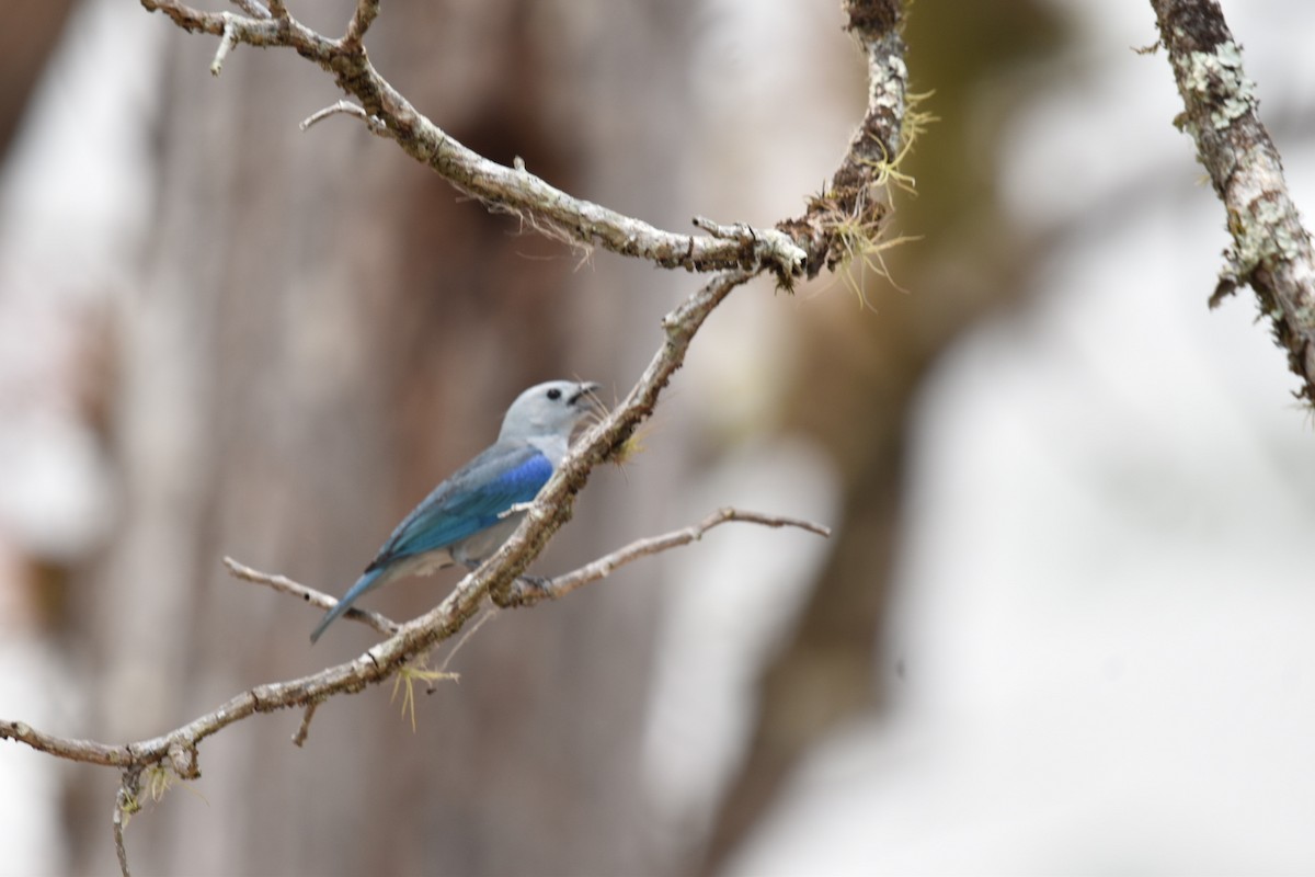 Blue-gray Tanager - ML618935997