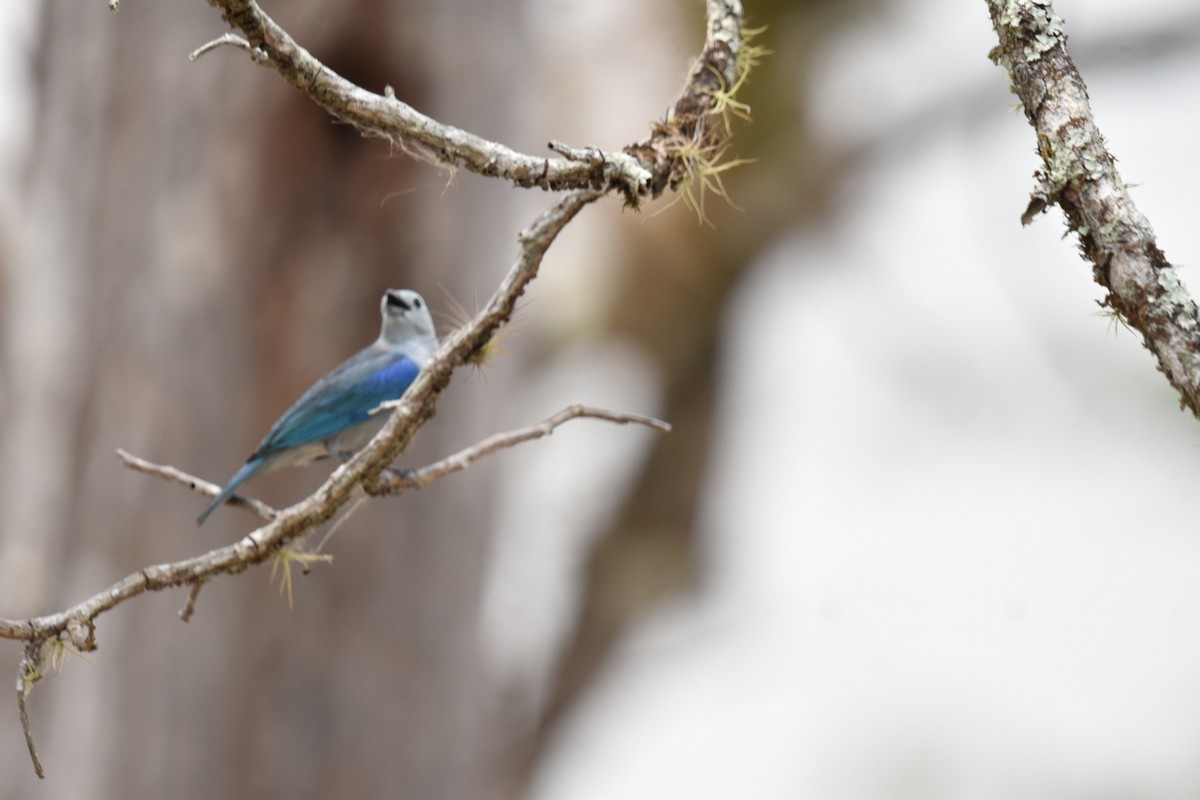 Blue-gray Tanager - ML618935998