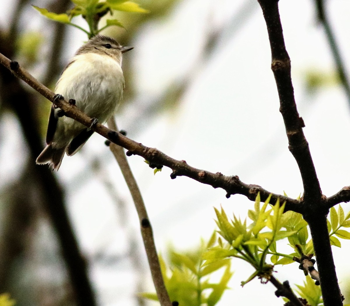 Ötücü Vireo - ML618936005