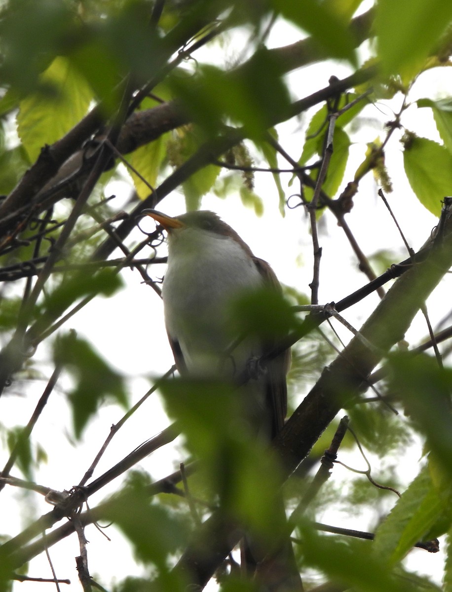 Yellow-billed Cuckoo - ML618936016