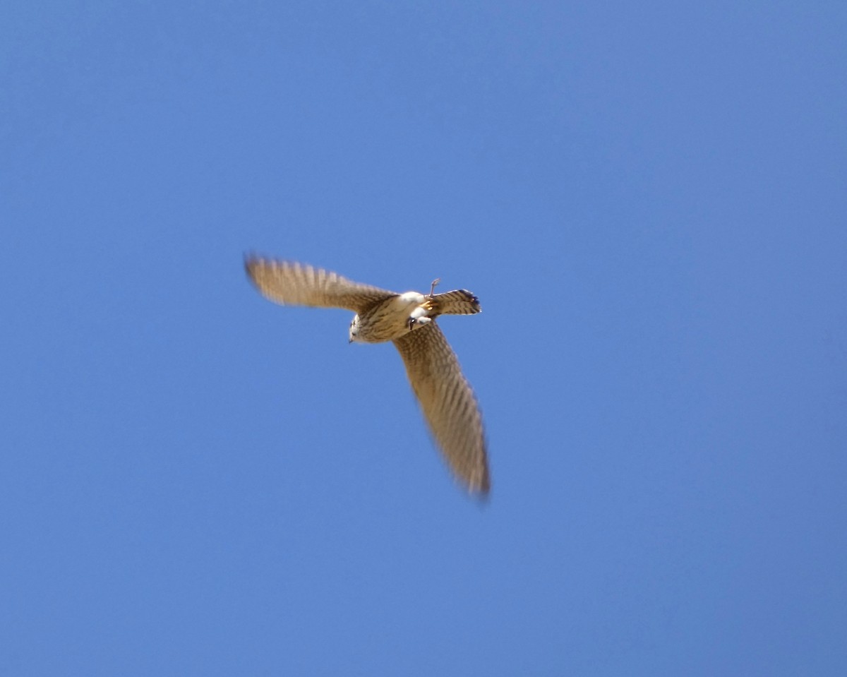 American Kestrel - Kathy L. Mock