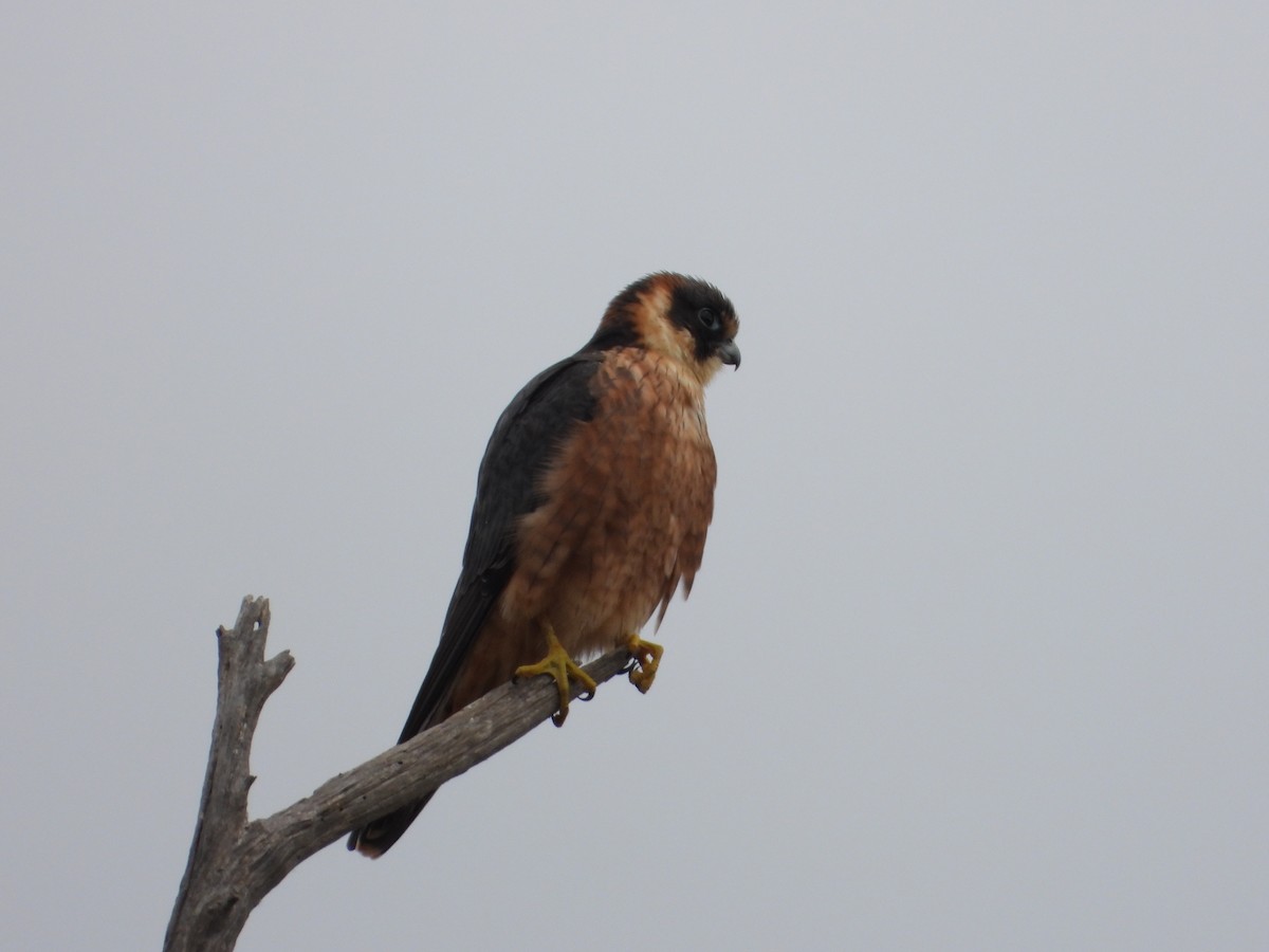 Australian Hobby - troy and karyn zanker