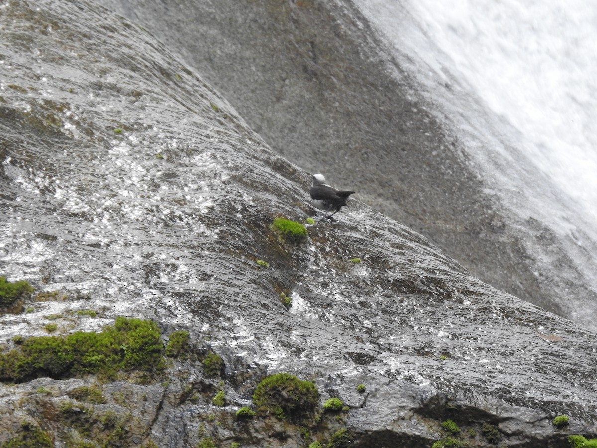 White-capped Dipper - fabian castillo