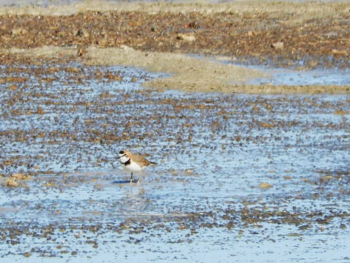 Collared Plover - inés otero