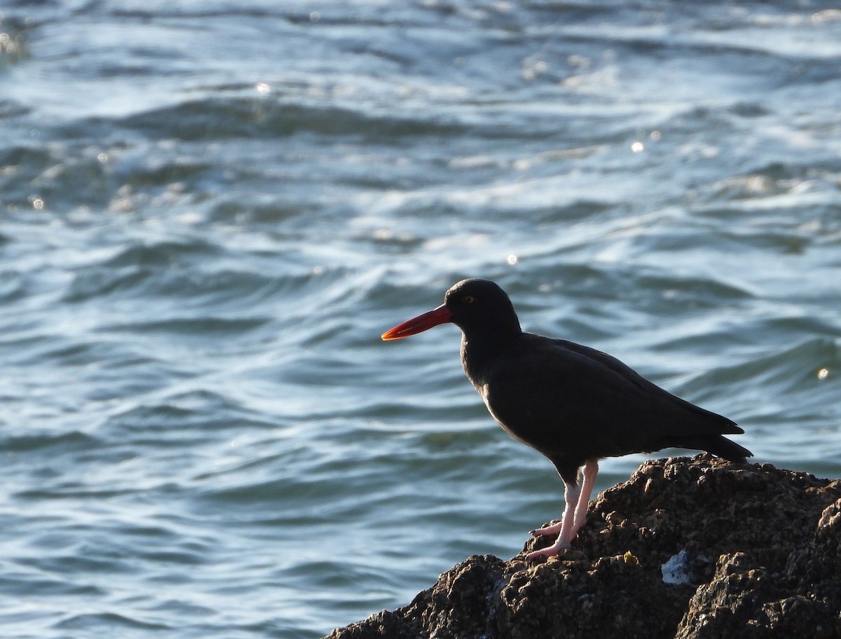 Blackish Oystercatcher - ML618936057