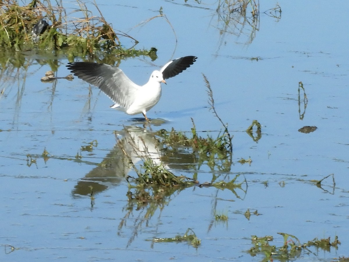 Brown-hooded Gull - inés otero