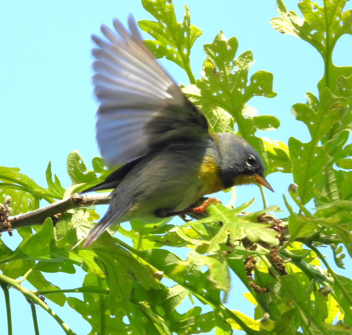 Northern Parula - Janet Pellegrini