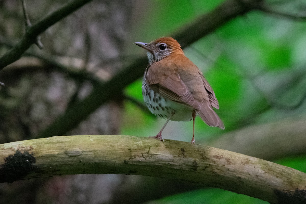 Wood Thrush - Jeff Katen