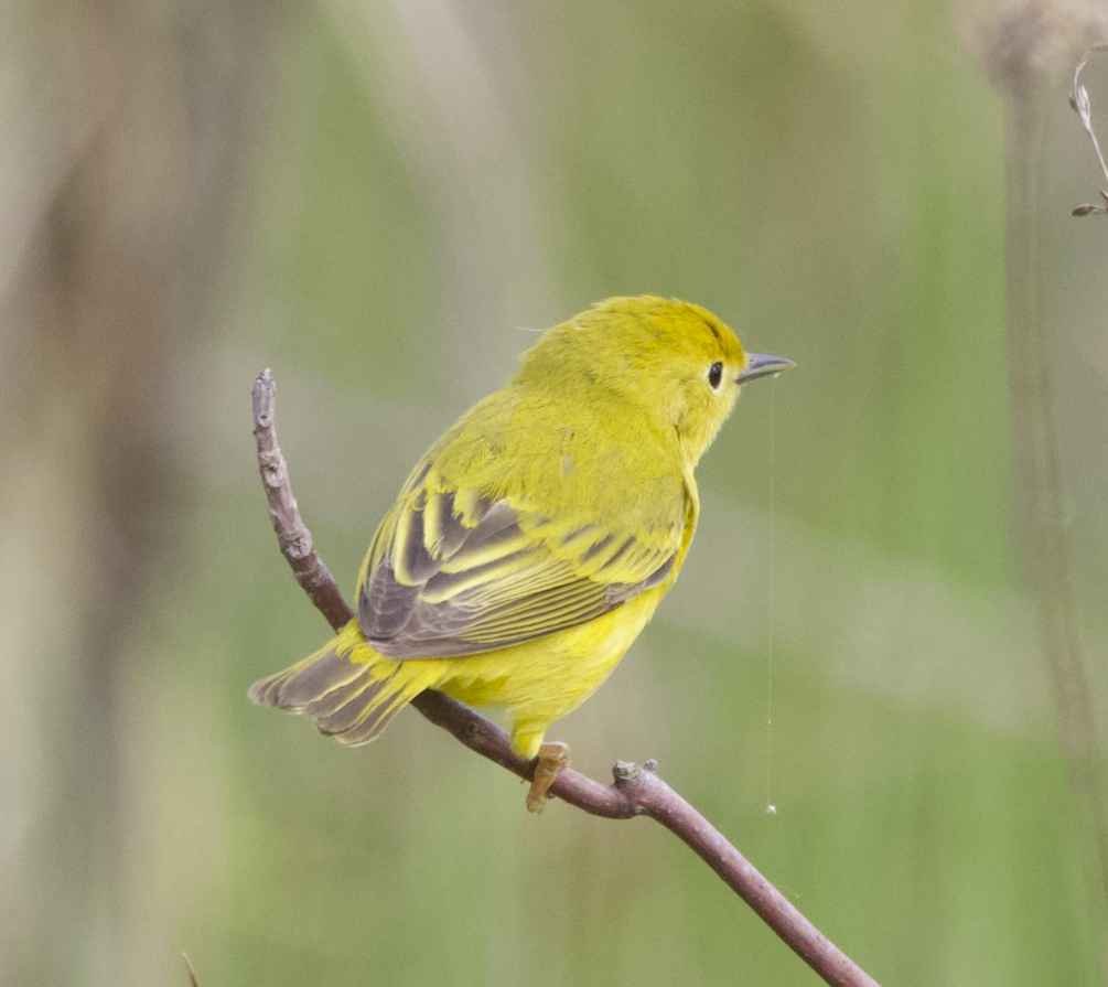 Yellow Warbler - Learning Landon