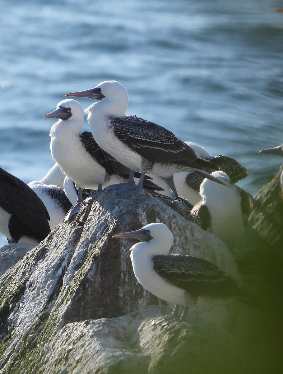 Peruvian Booby - Sara Harris