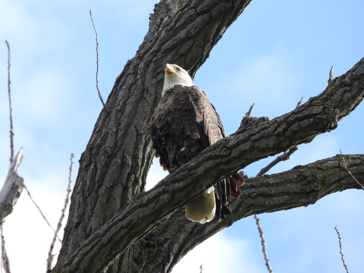 Bald Eagle - Evan Miller