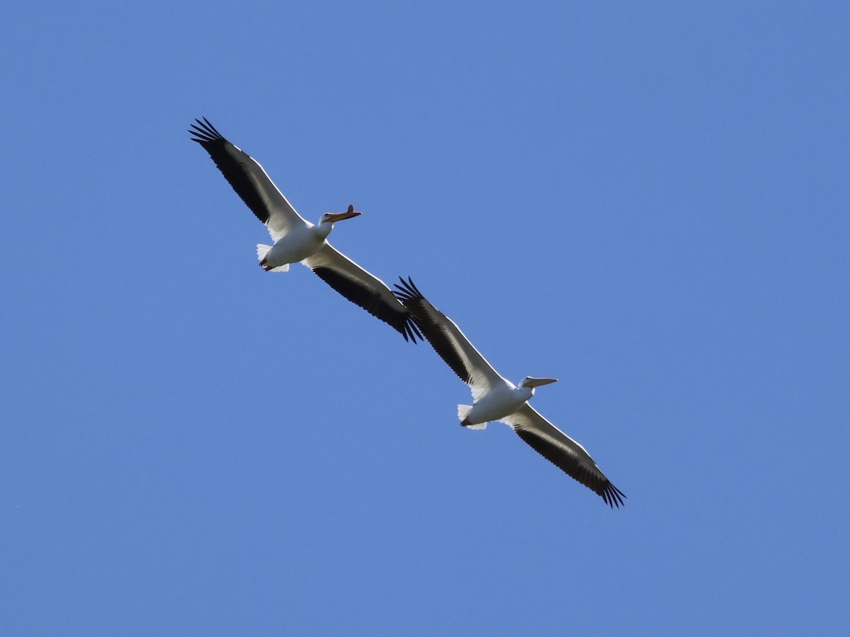 American White Pelican - Joanne Morrissey