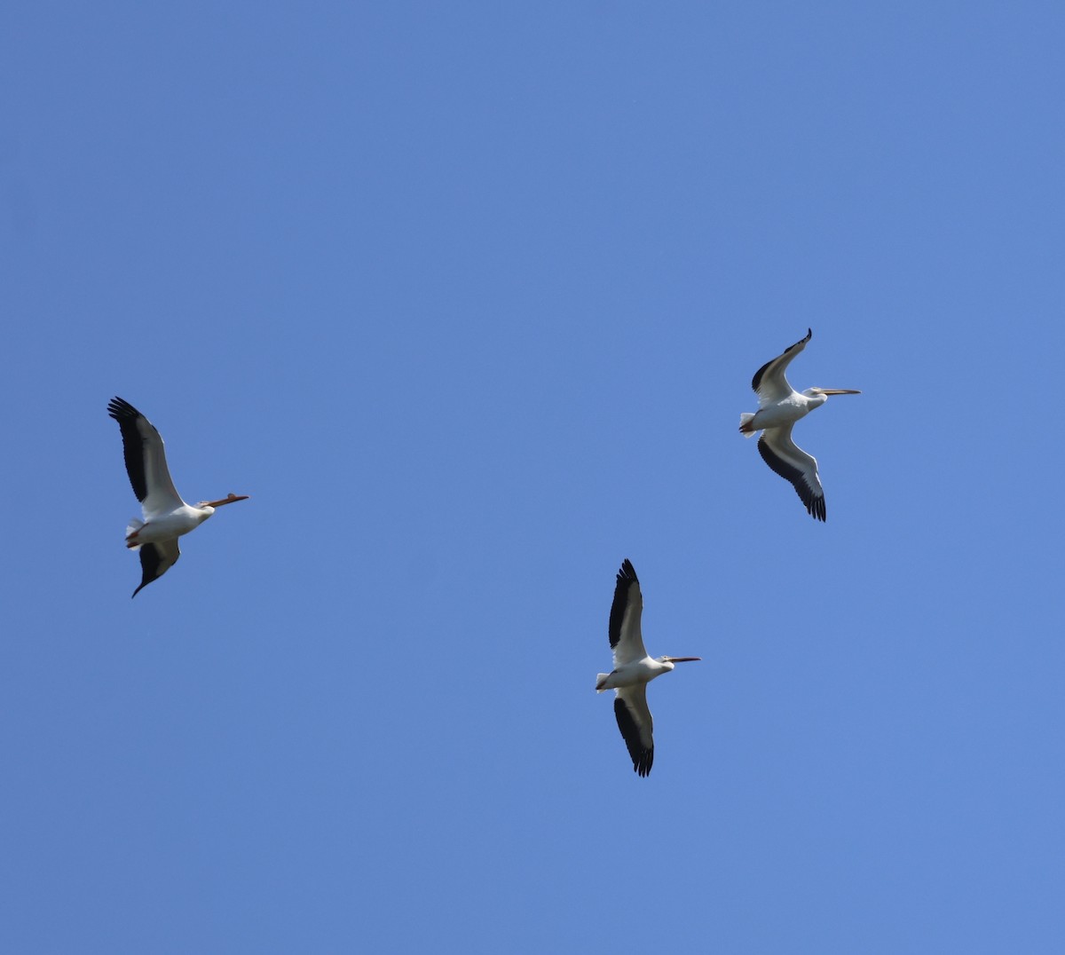 American White Pelican - Joanne Morrissey