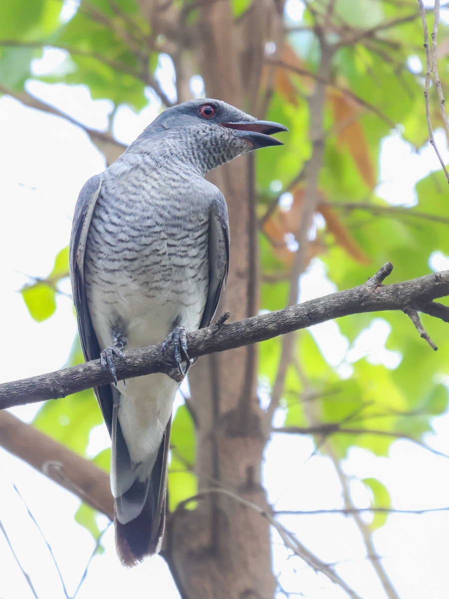 Large Cuckooshrike - Vikram S