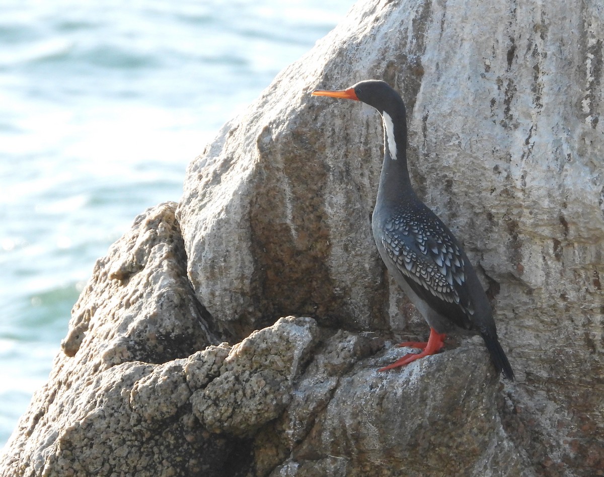 Red-legged Cormorant - ML618936134