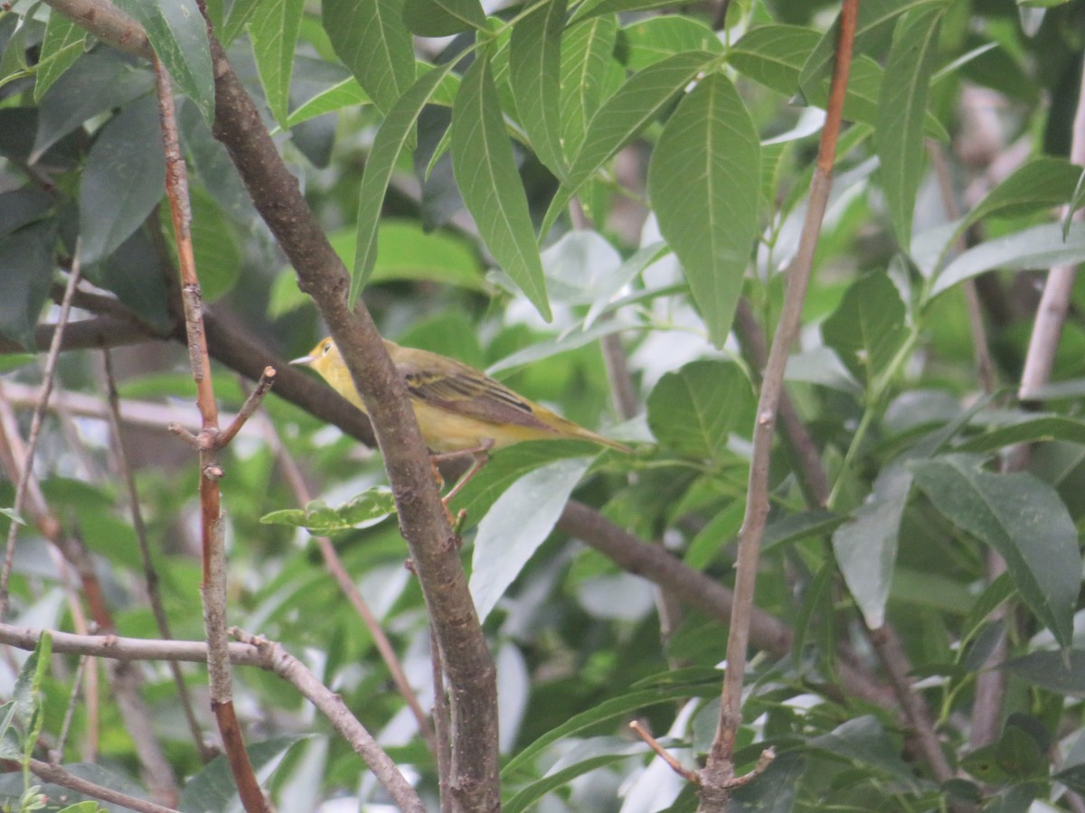 Yellow Warbler - Paul Sellin