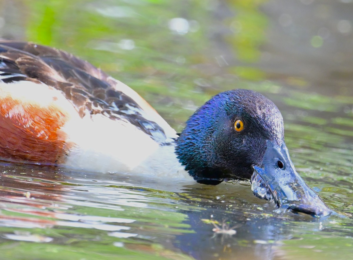 Northern Shoveler - Alan Sankey  COHL