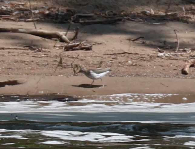 Spotted Sandpiper - Nathan Carlson