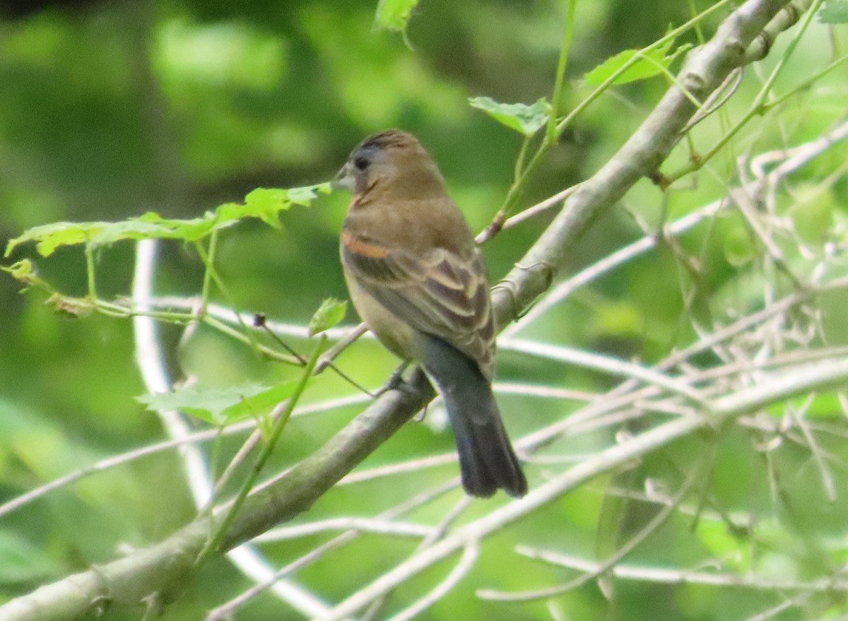 Blue Grosbeak - Anonymous