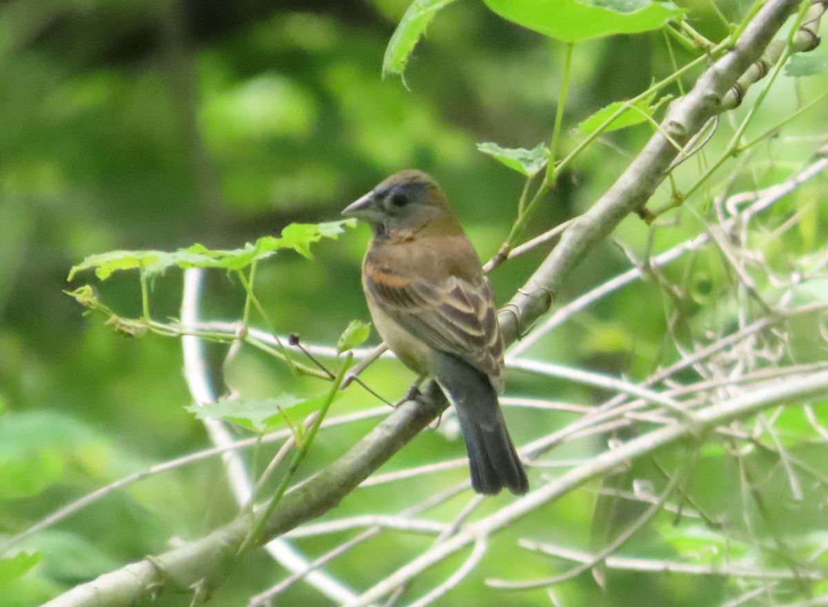 Blue Grosbeak - ML618936176