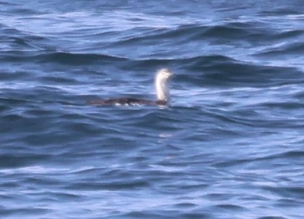 Red-throated Loon - burton balkind