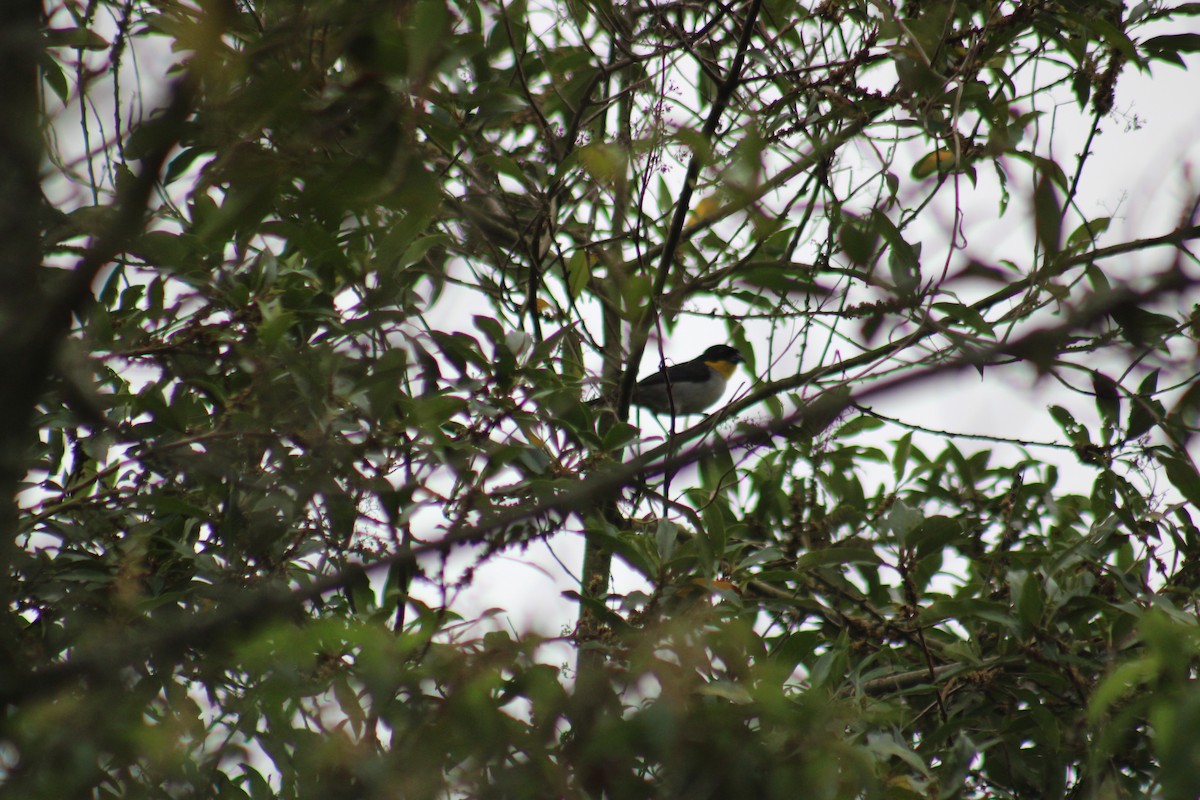 White-naped Brushfinch - Juan Rafael Gomez Arbelaez