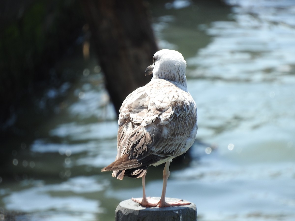 Yellow-legged Gull - Julio P