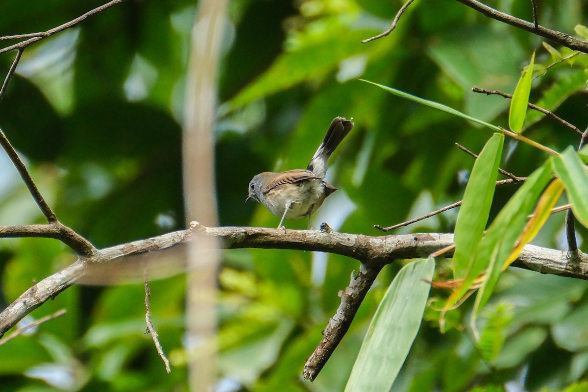 Rufous-gorgeted Flycatcher - Oscar Vazquez