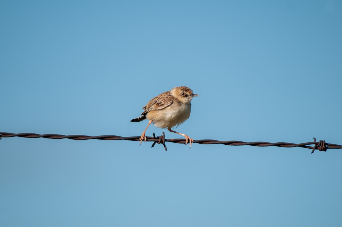 Cloud Cisticola - Dominic More O’Ferrall