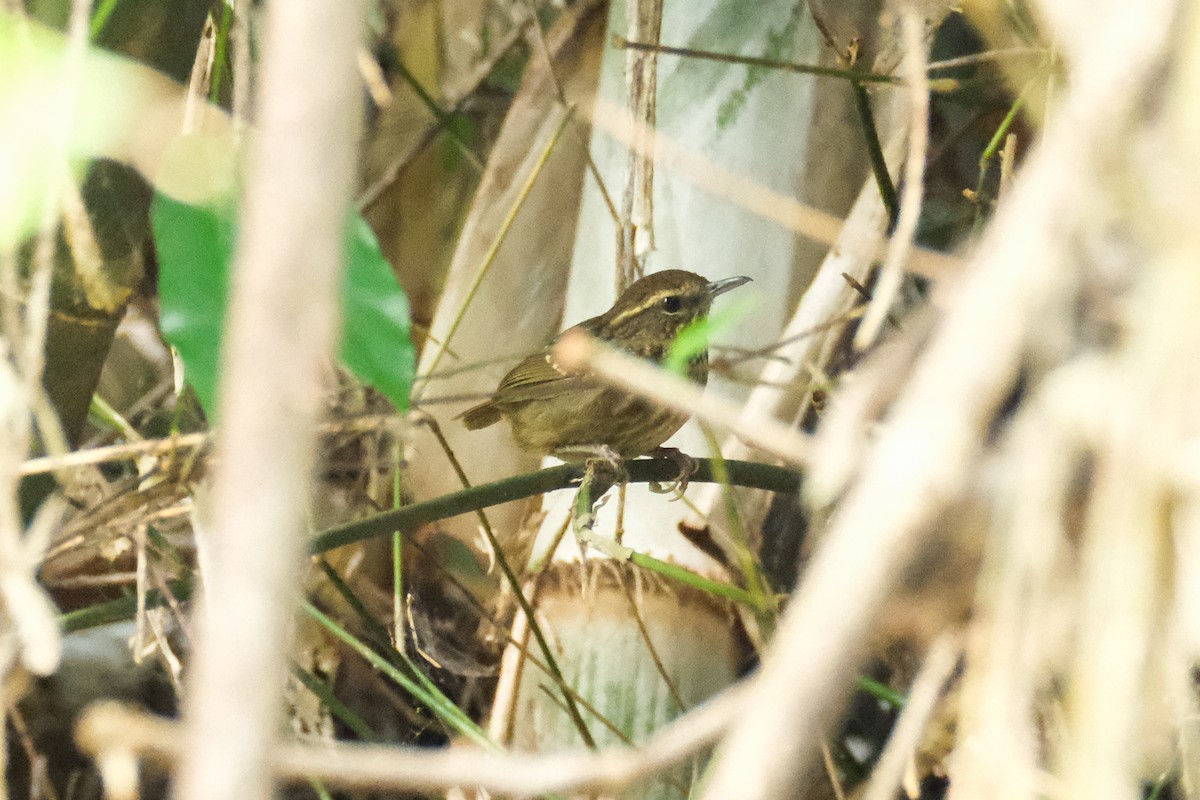 Eyebrowed Wren-Babbler - ML618936219