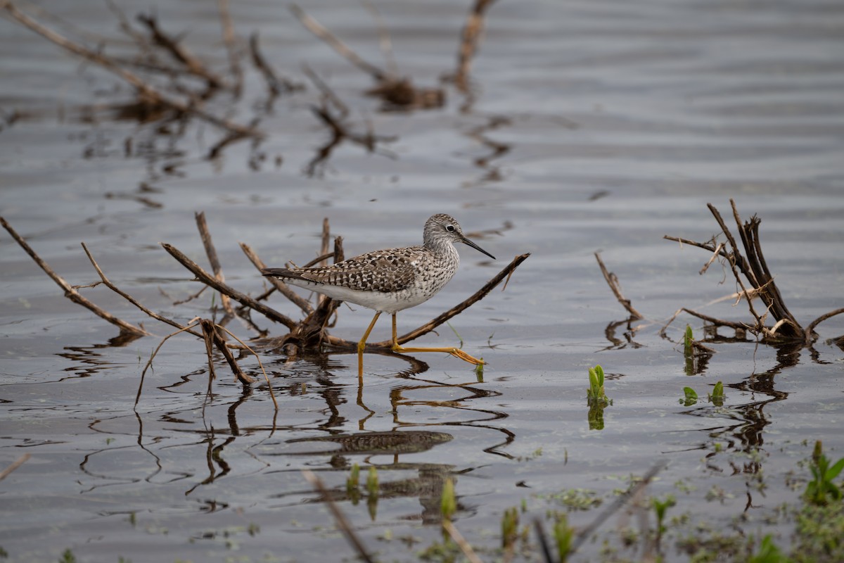 Lesser Yellowlegs - Nahuel Medina